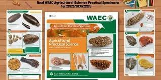 WAEC Practical Specimen for Animal Husbandry 2026/2027