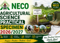NECO Igbo Answers [25th June] 2026/2027